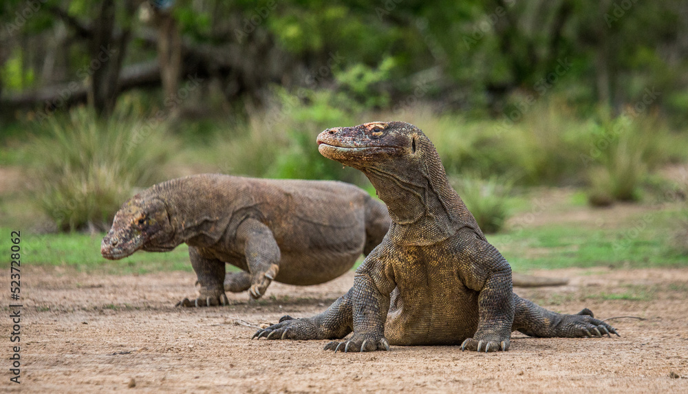 Komodo dragon is on the ground. Indonesia. Komodo National Park. Komodo dragon is on the ground. Indonesia. Komodo National Park.