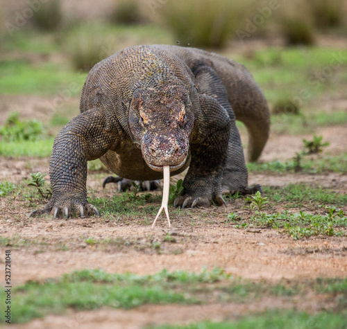 Komodo dragon is on the ground. Indonesia. Komodo National Park.