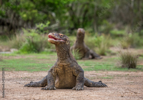 Komodo dragon is on the ground. Indonesia. Komodo National Park. © gudkovandrey