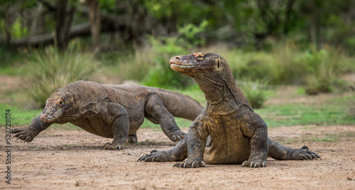 Komodo dragon is on the ground. Indonesia. Komodo National Park.