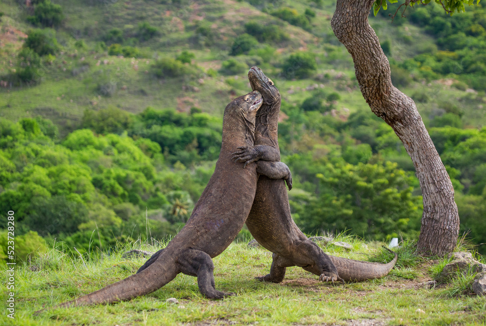 Fototapeta premium Komodo Dragons are fighting each other. Indonesia. Komodo National Park.
