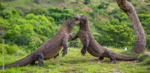 Komodo Dragons are fighting each other. Indonesia. Komodo National Park. © gudkovandrey