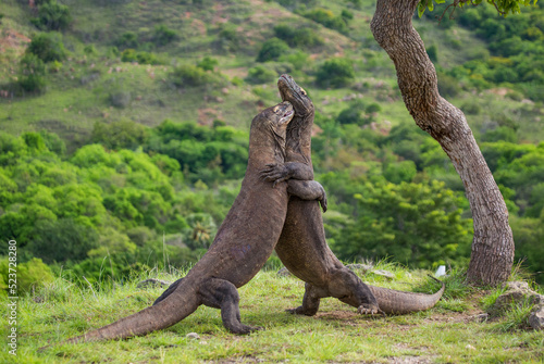 Fototapeta Naklejka Na Ścianę i Meble -  Komodo Dragons are fighting each other. Indonesia. Komodo National Park.