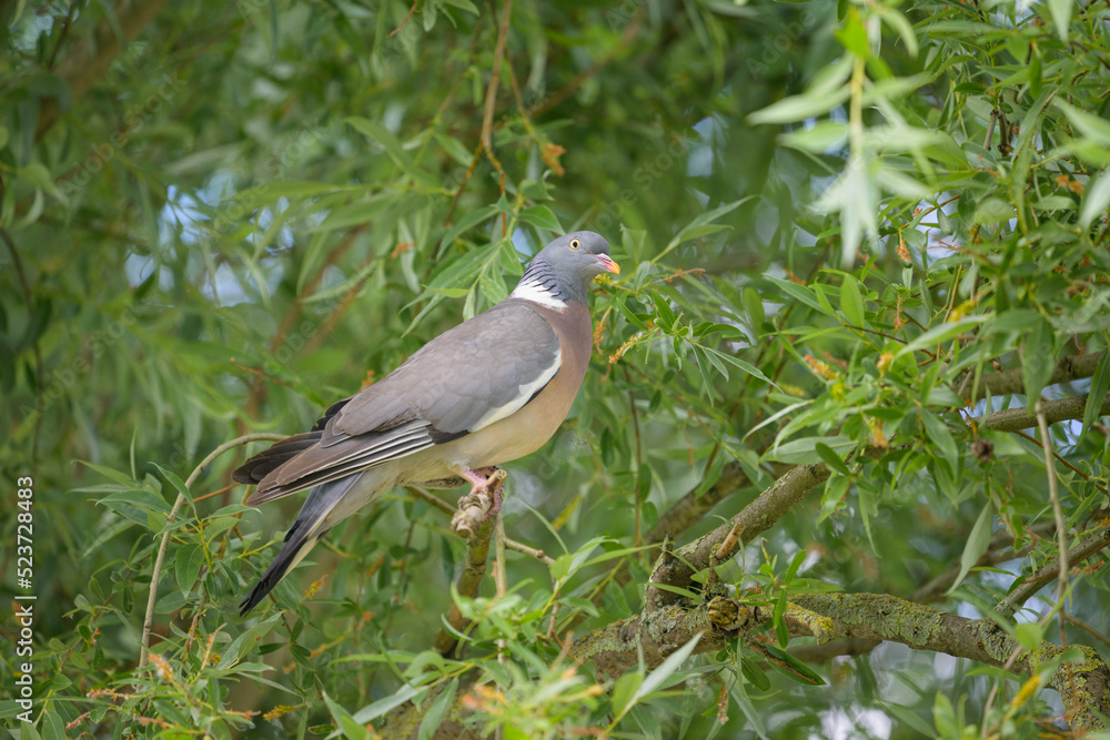 A common wood pigeon sitting on a tree A common wood pigeon sitting on a tree