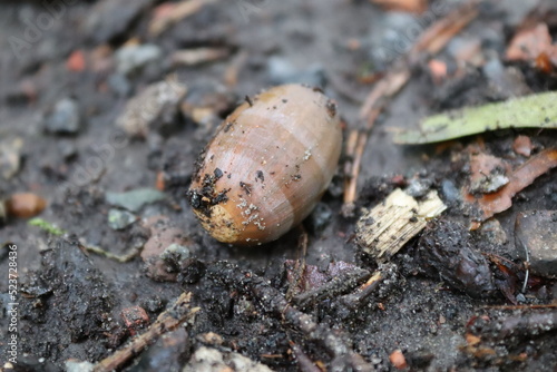 Acorn covered with dirt on a wet forest ground in the middle of autumn.