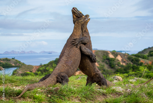 Two Komodo dragons are fighting over a piece of food. Indonesia. Komodo National Park.