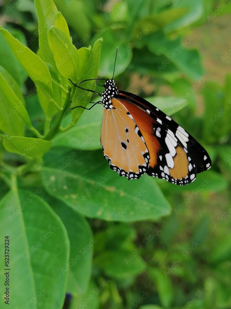 Fototapeta premium butterfly on leaf