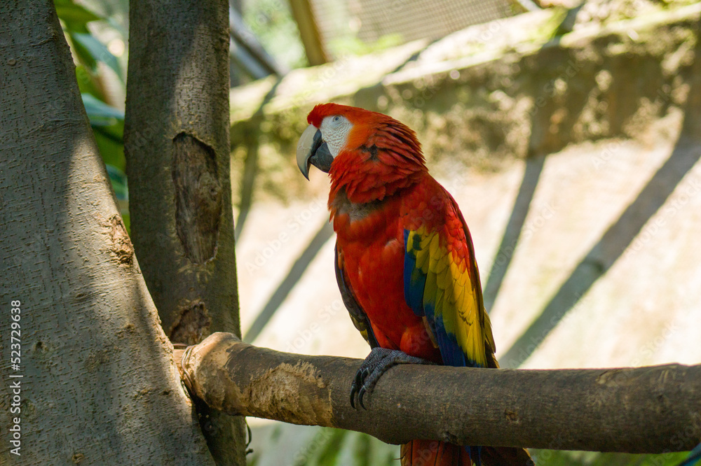Obraz premium Perico de colores 