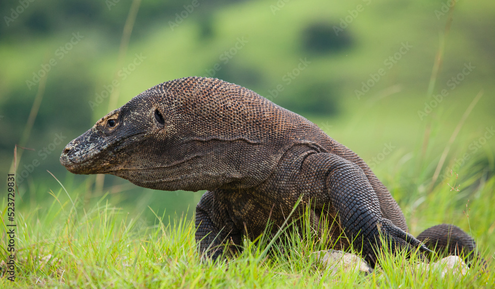 Komodo dragon is on the ground. Indonesia. Komodo National Park.