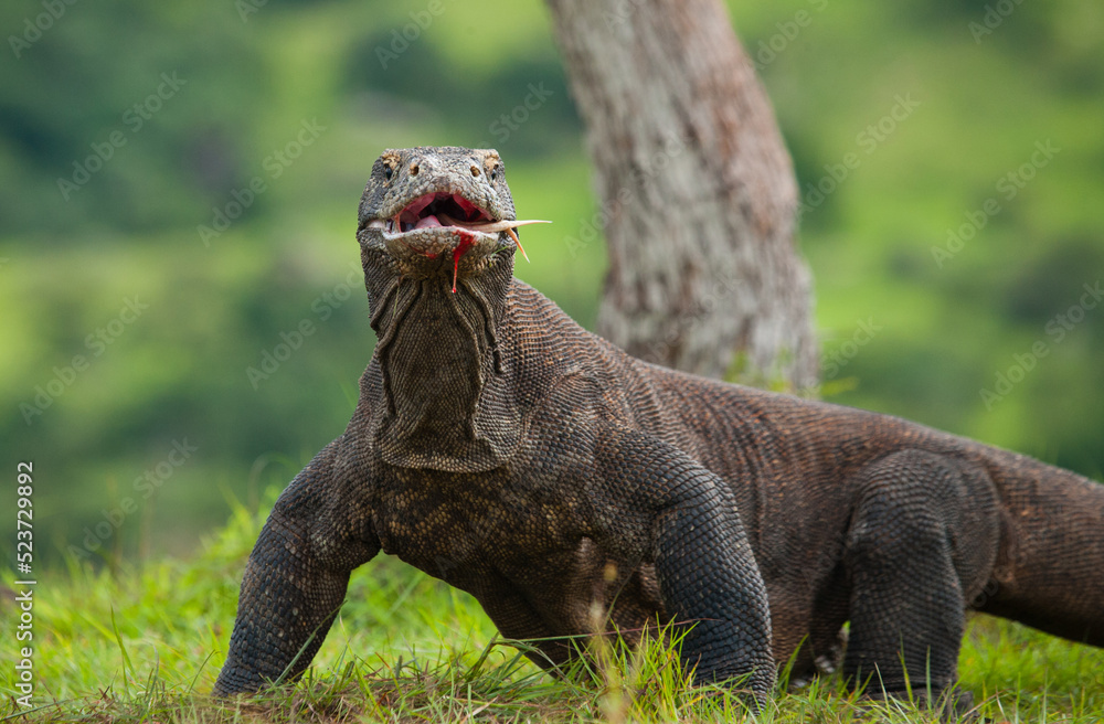 Fototapeta premium Komodo dragon is on the ground. Indonesia. Komodo National Park.