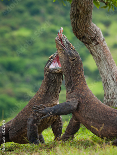 Two Komodo dragons are fighting over a piece of food. Indonesia. Komodo National Park. © gudkovandrey