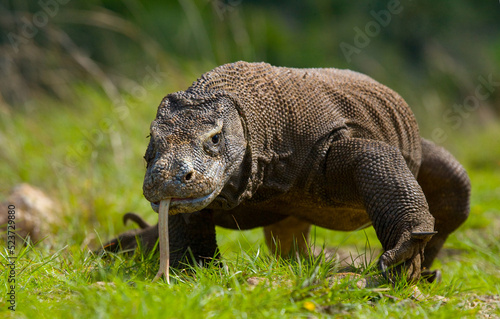 Komodo dragon is on the ground. Indonesia. Komodo National Park.