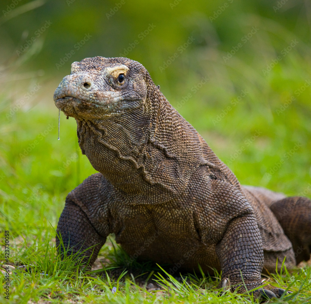 Komodo dragon is on the ground. Indonesia. Komodo National Park. Komodo dragon is on the ground. Indonesia. Komodo National Park.