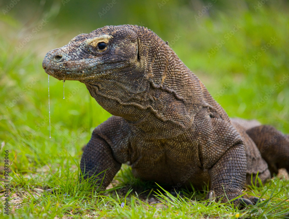 Komodo dragon is on the ground. Indonesia. Komodo National Park. Komodo dragon is on the ground. Indonesia. Komodo National Park.
