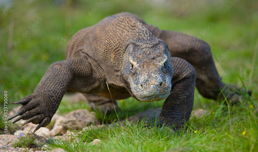 Obraz premium Komodo dragon is on the ground. Indonesia. Komodo National Park.