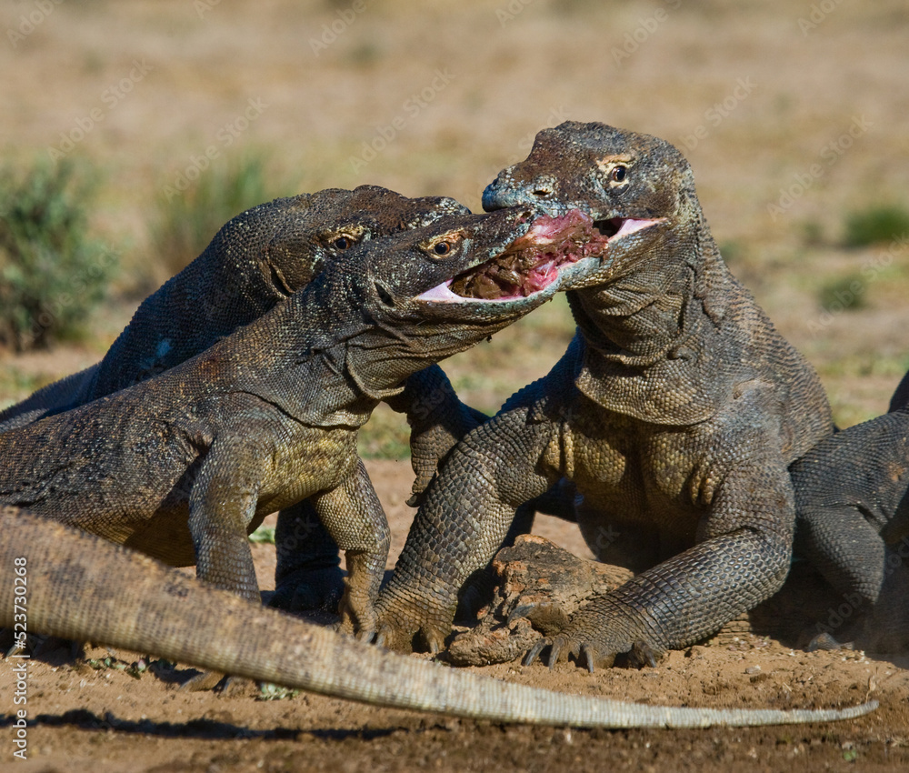 Fototapeta premium Komodo dragons are eating their prey. Indonesia. Komodo National Park.