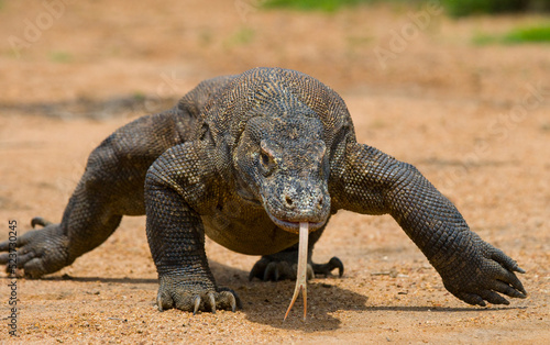 Komodo dragon is on the ground. Indonesia. Komodo National Park.