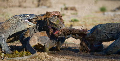 Komodo dragons are eating their prey. Indonesia. Komodo National Park.