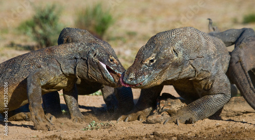 Komodo dragons are eating their prey. Indonesia. Komodo National Park.