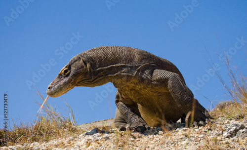 Komodo dragon is on the ground. Indonesia. Komodo National Park.