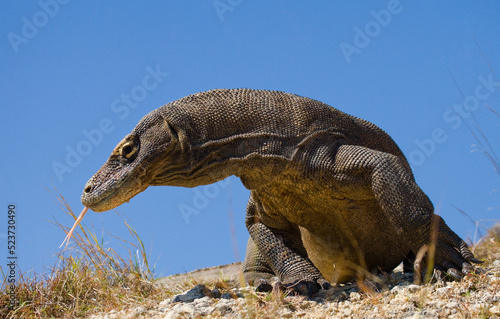 Komodo dragon is on the ground. Indonesia. Komodo National Park.