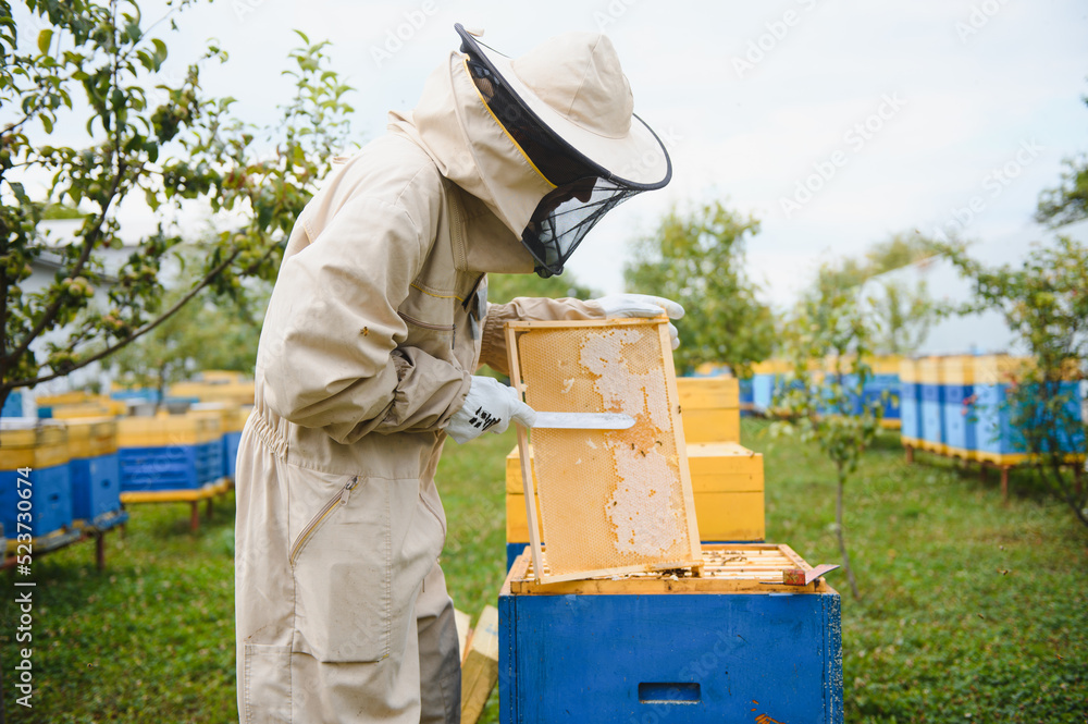 Beekeeper working collect honey. Beekeeping concept. Beekeeper working collect honey. Beekeeping concept.