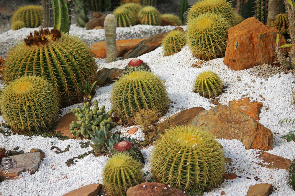 closeup succulents and cactus green leaves in cactus planting, for home gardening closeup succulents and cactus green leaves in cactus planting, for home gardening