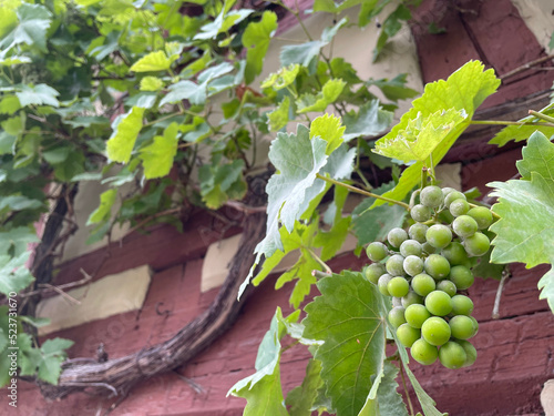 Grapes growing on a house