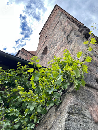 Grape vine growing up a castle tower