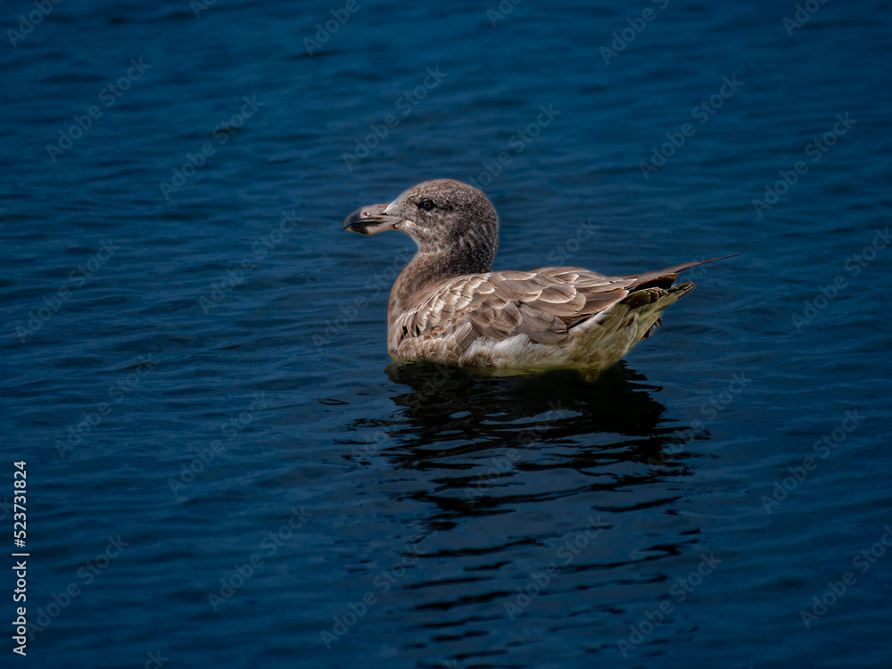 Young Pacific Gull Floats Young Pacific Gull Floats