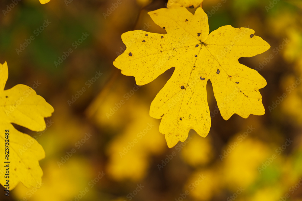 autumnally refined yellow maple leaf in front of fuzzy forest floor autumnally refined yellow maple leaf in front of fuzzy forest floor
