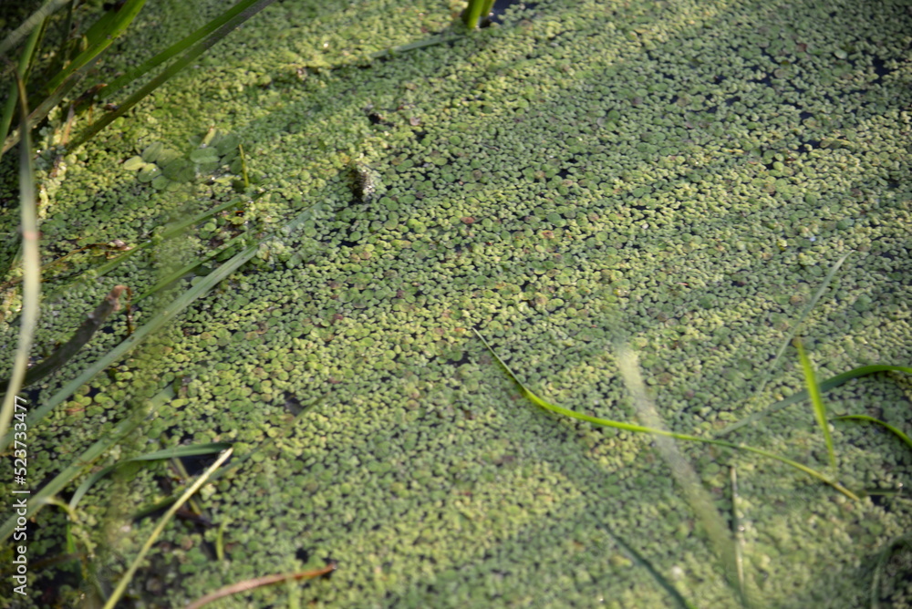 duckweed on the Desna river, green duckweed, duckweed, river algae, landscape, close-up duckweed, background, nature, environment, aquatic life duckweed on the Desna river, green duckweed, duckweed, river algae, landscape, close-up duckweed, background, nature, environment, aquatic life