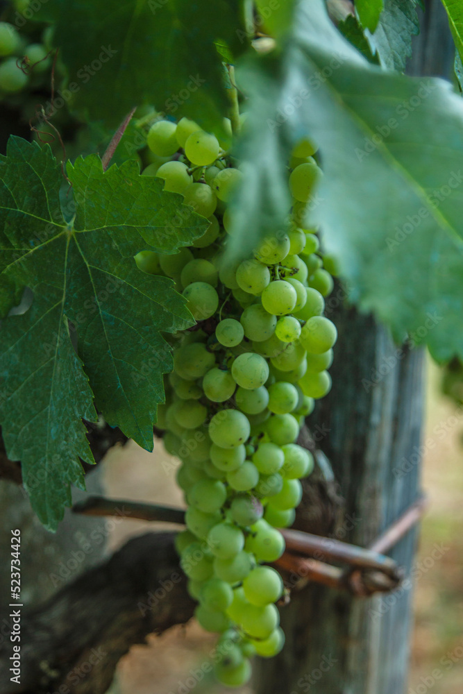 vineyard with bunches and harvest of white grapes vineyard with bunches and harvest of white grapes
