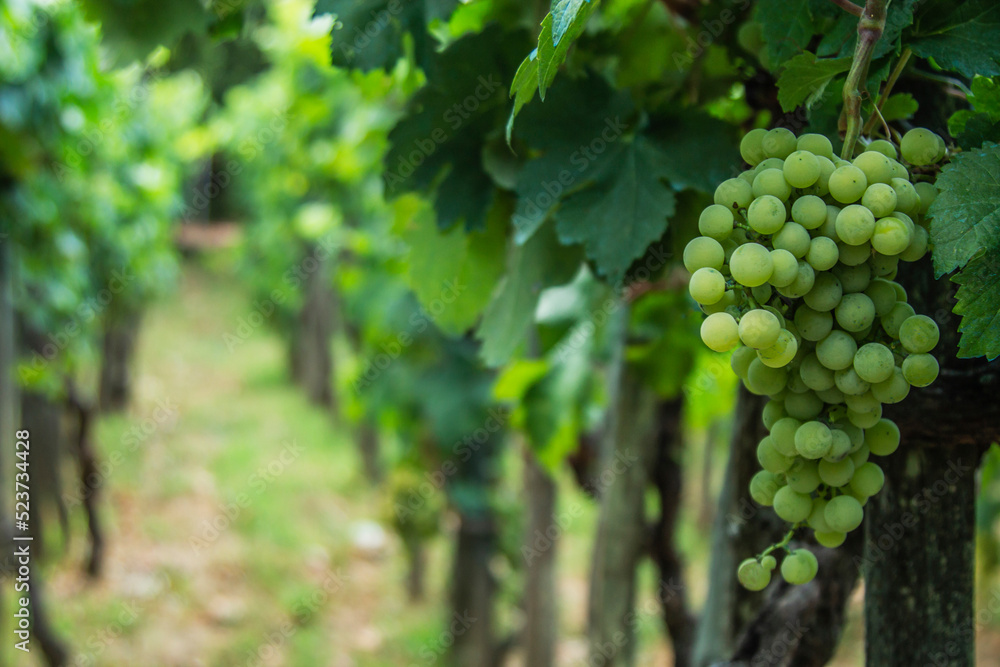 vineyard with bunches and harvest of white grapes