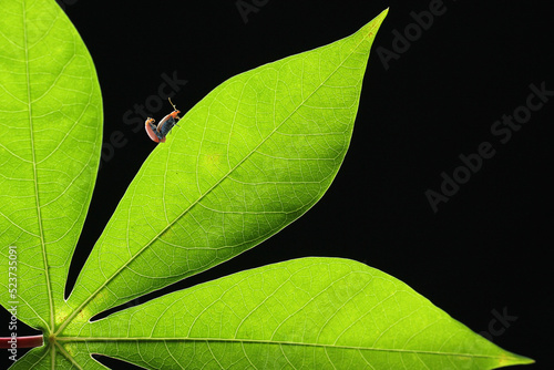 ladybugs mating on green leaves on black background