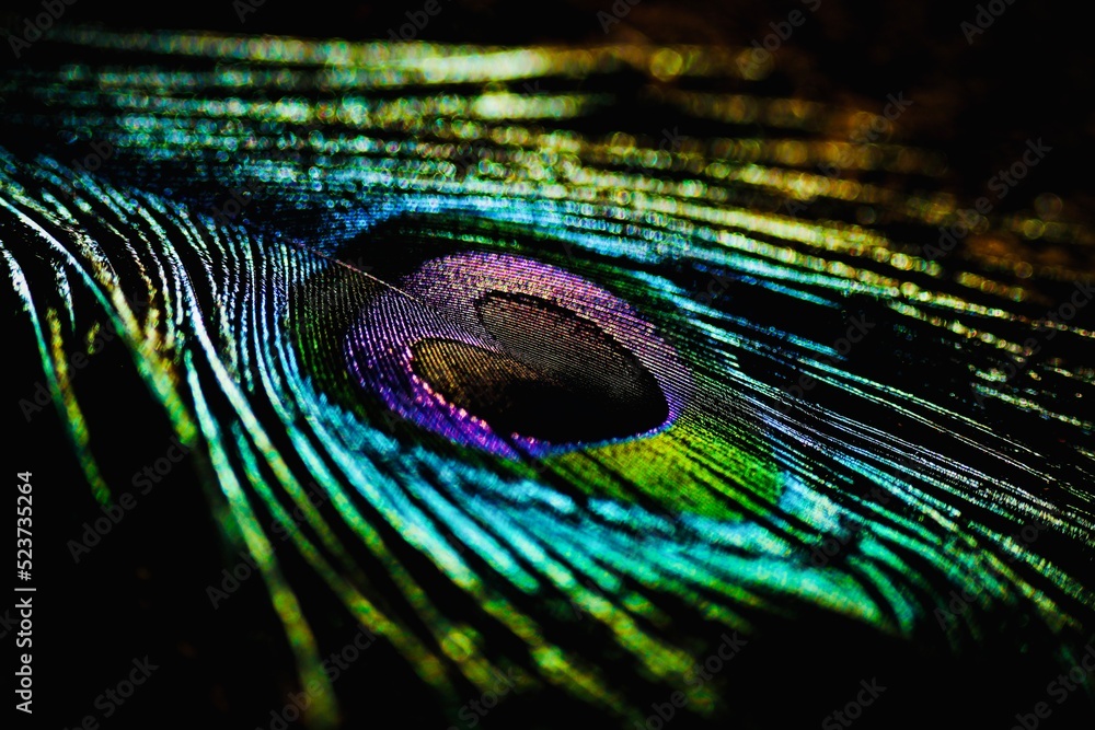 Naklejka premium Feather. Feather background. Peafowl feather. Peacock feather. Colorful background. Natural background. Abstract background. Bokeh.