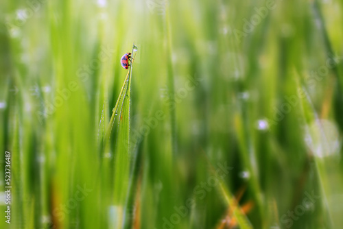 ladybug perched on grass on blue background © ridho