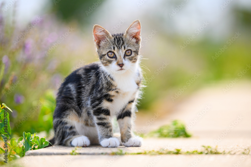Little kitten in the yard against the background of flowers