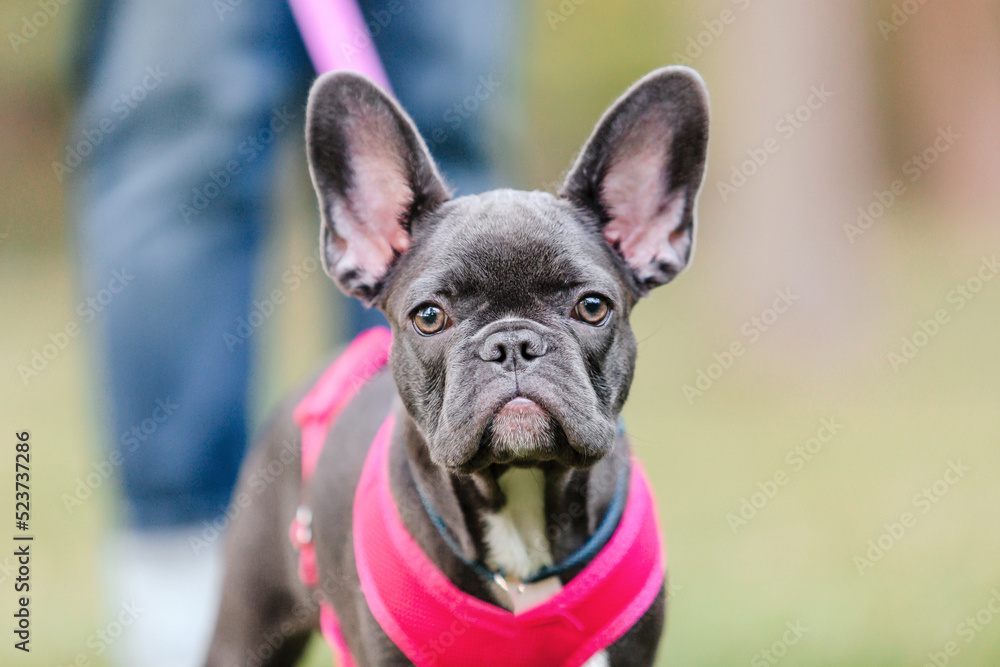 Cute French bulldog puppy in pink collar at the park. Pretty dog