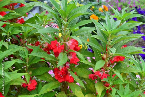 ホウセンカ（鳳仙花)