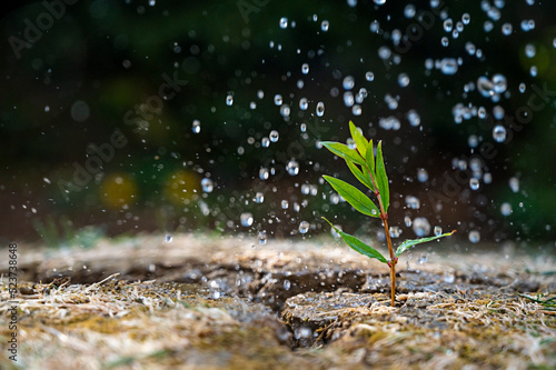 Climate change abstract enviroment concept. Rain drops falling over green small growing new plant on cracked soil. Selective focus.
