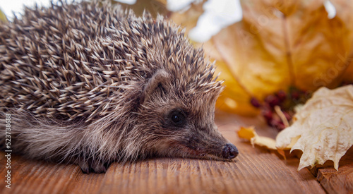 Canvas Print Young hedgehog in autumn leaves on the wooden floor