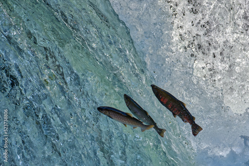 Cherry salmon at Sakura Falls, Kiyosato, Hokkaido photo