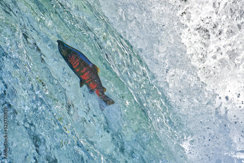 Cherry salmon at Sakura Falls, Kiyosato, Hokkaido photo