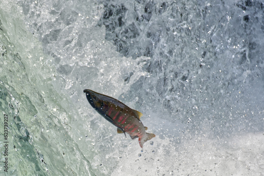 Fototapeta premium Cherry salmon at Sakura Falls, Kiyosato, Hokkaido