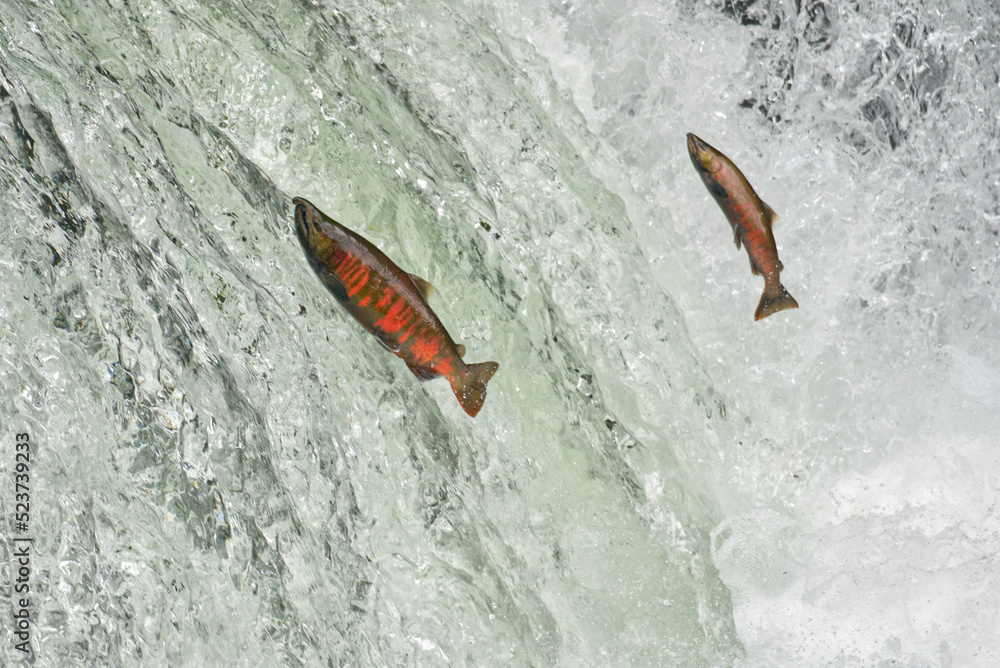 Fototapeta premium Cherry salmon at Sakura Falls, Kiyosato, Hokkaido