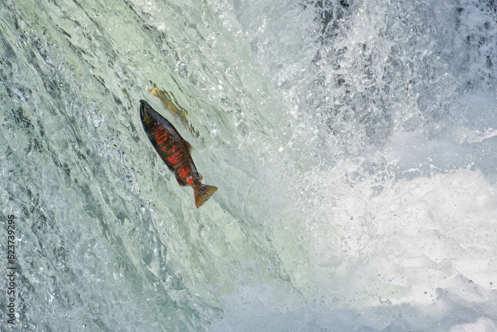 Fototapeta premium Cherry salmon at Sakura Falls, Kiyosato, Hokkaido