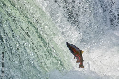 Cherry salmon at Sakura Falls, Kiyosato, Hokkaido