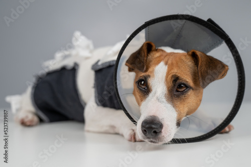Sad dog jack russell terrier in a blanket and a cone collar after surgery.  © Михаил Решетников