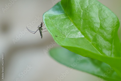 Aedes mosquitoes carry dengue fever during the rainy season. We need to be very careful.